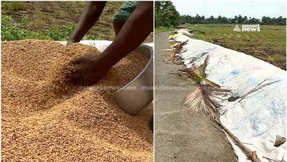 രണ്ടാം കൃഷി വിളവെടുപ്പിലും കര്ഷകരെ വഞ്ചിച്ച് സർക്കാർ, സപ്ലൈകോ നെല്ല് സംഭരിക്കുന്നില്ല, നെല്ല് നശിക്കുന്നു