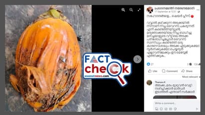 കേരളത്തില് നിപ മനുഷ്യരിലേക്ക് എത്തിയത് ആ വഴിയേ? ശരിയോ- Fact Check