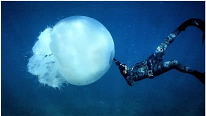 അനുഭവങ്ങളിൽ നിന്ന് പഠിക്കാൻ തലച്ചോർ വേണ്ട; ശാസ്ത്ര ലോകത്ത് അത്ഭുതം, ജെല്ലി ഫിഷിന്റെ കഴിവില്‍ അമ്പരപ്പ് 