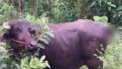 Kerala: Miscreants cut tail of buffalo in Kozhikode over trade disagreement