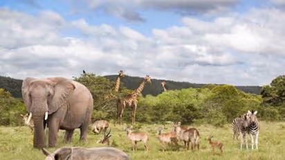 Earth's dire future: Scientists estimate mass extinction of mammals in 250 million years due to climate change