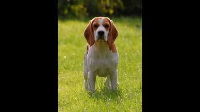 Kerala: 2 positive cases of animal-borne disease Brucellosis confirmed in Thiruvananthapuram