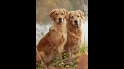  కుక్కలు రాత్రిళ్లు ఎందుకు ఏడుస్తాయో తెలుసా?