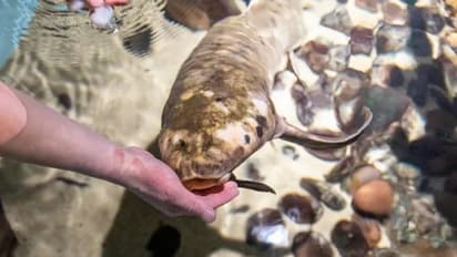 ലോകത്തിലെ ഏറ്റവും പ്രായം ചെന്ന അക്വേറിയം മത്സ്യം ഇതാണ്, വയസ് ഊഹിക്കാമോ?