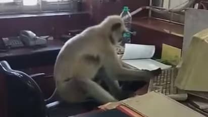 ആരും ശല്ല്യം ചെയ്യരുത്; ഓഫീസിൽ കംപ്യൂട്ടറിൽ തകൃതിയായി ജോലി ചെയ്യുന്ന കുരങ്ങൻ