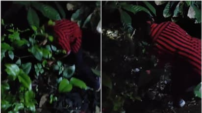 വൈകിട്ട് കോഴിയെ പിടിച്ചു, വീട്ടുകാരെ കണ്ടതോടെ പാഞ്ഞു; രോഷ്നി കരുതിയ പോലെ രാത്രിയെത്തി പെരുമ്പാമ്പ്, പിടിയിൽ