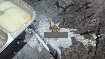 ഹോസ്റ്റല് ഭക്ഷണത്തില് ചത്ത തവള; ഫോട്ടോ വൈറല്...