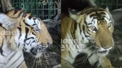 വയനാട്ടില്‍ ഭീതി പരത്തിയ കടുവ ഒടുവിൽ കൂട്ടിലായി