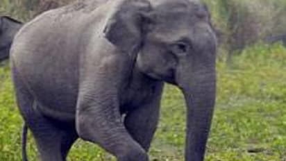 Kerala: Man dies of elephant attack in Kannur