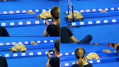 ಮೊಲ ಆಮೆಯ ಓಟದ ಕತೆ ಕೇಳಿದ್ದೀರಾ.... ಈ ಕತೆ ನಿಜ ಅಂತ ಹೇಳ್ತಿರುವ ವೀಡಿಯೋ ಇಲ್ಲಿದೆ ನೋಡಿ