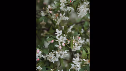 vastu tips வீட்டில் மல்லிகை செடியை இந்த இடத்தில் வைத்து பாருங்க...அதிர்ஷ்டம் கொட்டும்