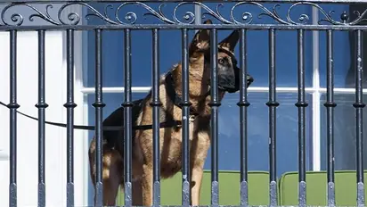 Commander, Joe Biden's canine, strikes again: Bites secret service agent, 11th incident this year