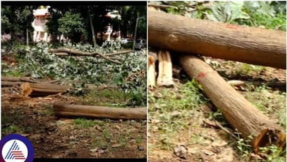 ತುಮಕೂರು ಹೇಮಾವತಿ ಕಚೇರಿ ಆವರಣದಲ್ಲಿ 28 ಮರಗಳ ಮಾರಣ ಹೋಮ!