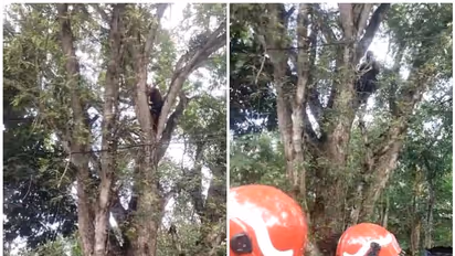 മരം മുറിച്ച കൂലി കിട്ടിയില്ലെന്ന് ആരോപണം; ആത്മഹത്യാ ഭീഷണി മുഴക്കി മധ്യവയസ്‌കന്‍