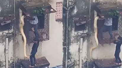ಥಾಣೆಯ ಅಪಾರ್ಟ್‌ಮೆಂಟ್ ಕಿಟಕಿಯಲ್ಲಿ ಸಿಲುಕಿಕೊಂಡಿದ್ದ ಭಾರೀ ಗಾತ್ರದ ಹಾವಿನ ರಕ್ಷಣೆ: ವೀಡಿಯೋ ವೈರಲ್ 
