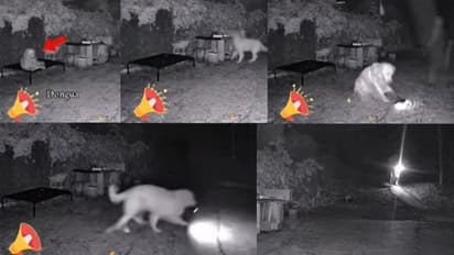 ದಾರಿಮಧ್ಯೆ ಸಂಕಷ್ಟಕ್ಕೊಳಗಾದ ಒಡತಿಯ ಸುರಕ್ಷಿತವಾಗಿ ಕರೆತಂದ ಶ್ವಾನ: ಕ್ಯಾಮರಾದಲ್ಲಿ ದೃಶ್ಯ ಸೆರೆ