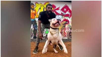 നായ വളർത്തലിന്റെ മറവിലെ കഞ്ചാവ് കച്ചവടം; പ്രതി പിടിയിൽ