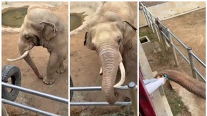 കുഞ്ഞ് ചെരുപ്പ്, തുമ്പി കൈ കൊണ്ട് കുട്ടിക്ക് എടുത്ത് കൊടുക്കുന്ന കൊമ്പനാന; വീഡിയോ വൈറല്‍ !