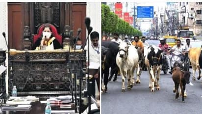 இனி சாலையில் மாடுகள் சுற்றித் திரிந்தால் அவ்வளவு தான்.! அபராத தொகை பல மடங்கு உயர்வு - சென்னை மாநகராட்சி அதிரடி