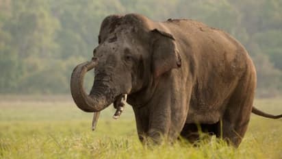 ಕನಸಿನಲ್ಲಿ ಆನೆ ಕಾಣಿಸಿಕೊಂಡರೆ ಸಂಪತ್ತು ಗ್ಯಾರೆಂಟಿ,ಬೇಗನೇ ಶ್ರೀಮಂತರಾಗುತ್ತೀರಿ..!