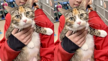  3 വർഷം, പൂച്ച സഞ്ചരിച്ചത് 1077 കിലോമീറ്റർ, മൈക്രോചിപ്പ് തുണച്ചു, 'സരിന്റെ' തിരിച്ച് വരവ് ആഘോഷിച്ച് വീട്ടുകാർ