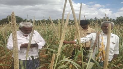 ಕೂಡ್ಲಿಗಿ: ಟರ್ಕಿ ಸಜ್ಜೆ ಬೆಳೆದು ಬರ ಮೆಟ್ಟಿ ನಿಂತ ರೈತರು..!