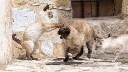 വീട് മാറിയപ്പോള് ഉപേക്ഷിച്ചത് 14 പൂച്ചകളെ, അയല്വാസികളുടെ പരാതിയിൽ യുവതിക്കെതിരെ കേസ്