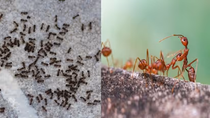 வீட்டில் கருப்பு எறும்பு, சிவப்பு எறும்பு அடிக்கடி வருதா? இது அதிர்ஷ்டமா? துரதிஷ்டமா? - வாஸ்து சொல்வது என்ன?