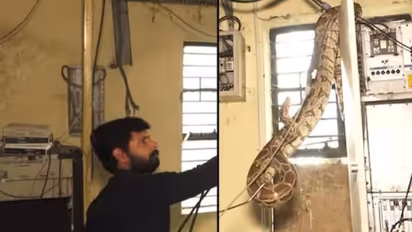 രണ്ട് പെരുമ്പാമ്പുകൾ, ഒന്നിന്റെ കടിയേറ്റിട്ടും അടുത്തതിനെയും പിടികൂടുന്ന യുവാവ്, വൈറലായി വീഡിയോ