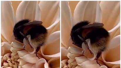 പൂന്തേന് കുടിച്ച് പൂസായി പൂവില് കിടന്ന് ഉറങ്ങിപ്പോയ തേനീച്ചയെ കണ്ടിട്ടുണ്ടോ ? ഇല്ലെങ്കില് കാണാം !