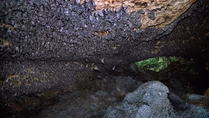 വവ്വാലുകളുടെ ഗുഹയില്‍ കയറി ഗവേഷകര്‍, പുല്ലുകൊണ്ടൊരു വസ്തു, 6200 വര്‍ഷം പഴക്കമുള്ള ചെരിപ്പുകൾ ! 