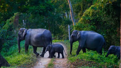 ഇതാ സൂവർണ്ണാവസരം, സംസ്ഥാനത്താകെ സൗജന്യം! കാടും മേടും 'കാട്ടുകാരെയും' കാണാം വന്യജീവി വാരാഘോഷത്തിൽ പങ്കാളികളാകാം