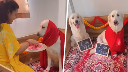 Viral video: Golden Retriever's pet parent throws baby shower for expecting dog, netizens can't keep calm