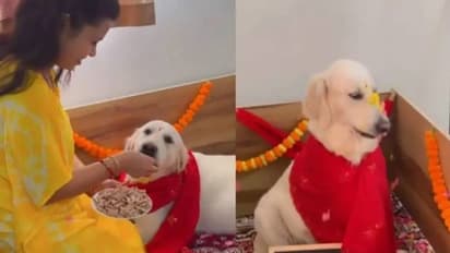 എന്നെന്നും പ്രിയപ്പെട്ടവൾ! ഗർഭിണിയായ നായയുടെ ബേബി ഷവർ ചടങ്ങുകൾ ആഘോഷമാക്കി ഉടമസ്ഥൻ