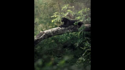 ಕಬಿನಿಯಲ್ಲಿ ಕ್ಯಾಮರಾ ಕಣ್ಣಿಗೆ ಸೆರೆಯಾದ ಕರಿಯ... ಕರಿಚಿರತೆಯ ಸುಂದರ ಫೋಟೋಗಳು