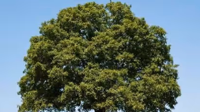 ലോകത്തിലെ ഏറ്റവും വിലപിടിപ്പുള്ള മരം ഏതാണെന്നറിയാമോ?