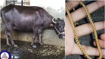 2.5 ಲಕ್ಷ ಮೌಲ್ಯದ ಬಂಗಾರದ ಸರ ನುಂಗಿದ ಎಮ್ಮೆ: ಚಿನ್ನಕ್ಕಾಗಿ ಹೊಟ್ಟೆಯನ್ನೇ ಸೀಳಿದ ಮಾಲೀಕರು!