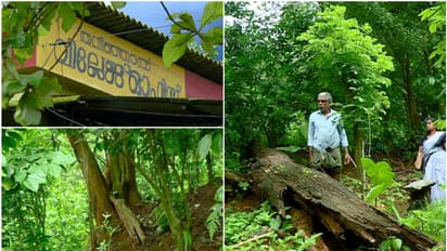 256 കോടിയുടെ ഈട്ടി മരങ്ങളിൽ കുരുങ്ങി! റവന്യൂ വകുപ്പ് റിപ്പോർട്ടിൽ പ്രതിസന്ധിയിലായി എഴുന്നൂറോളം കർഷകർ