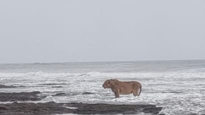 കടല്ത്തീരത്ത് തിരയില് കളിച്ച് ആസ്വദിക്കുന്നത് ആരാണെന്ന് നോക്കിക്കേ...