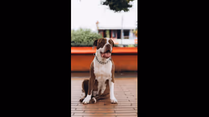 ಇನ್ಶುರೆನ್ಸ್ ಕಂಪನಿಗಳು ಬ್ಲಾಕ್‌ ಲಿಸ್ಟ್‌ನಲ್ಲಿಟ್ಟ 7 ಡೇಂಜರಸ್‌ ಡಾಗ್‌ ಬ್ರಿಡ್‌ಗಳಿವು