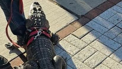 ಮ್ಯಾಚ್‌ ನೋಡಲು ಮೊಸಳೆಯೊಂದಿಗೆ ಸ್ಟೇಡಿಯಂಗೆ ಬಂದ ಅಭಿಮಾನಿ: ದಂಗಾದ ಭದ್ರತಾ ಸಿಬ್ಬಂದಿ