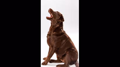 ನಾಯಿಯ ಈ ಶಕುನದಿಂದ ಹಣ ನಿಮ್ಮನ್ನು ಹುಡುಕಿ ಬರುತ್ತದೆ