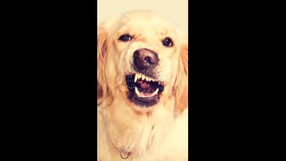 இந்தியாவில் தடை செய்யப்பட்ட நாய் இனங்கள் இவை..!