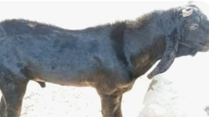 सरकारी मेहमान बना बकरा, खिलाने को जेबें ढील कर रहे कर्मचारी, छुटकारा पाने को निकाला IDEA