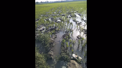  ಚಿಕ್ಕಮಂಡ್ಯ ಬಳಿ ಕಾಡಾನೆಗಳ ಹಿಂಡು ಪ್ರತ್ಯಕ್ಷ