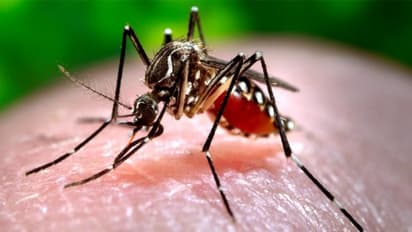National Dengue Day 2024 :  ഡെങ്കിപ്പനിയെ പ്രതിരോധിക്കാൻ ശ്രദ്ധിക്കേണ്ടത് എന്തൊക്കെ?