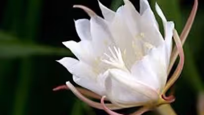 ಈ ಬಿಳಿ ಹೂವಿನಿಂದ ಹೊಳೆಯುವುದು ಅದೃಷ್ಟ