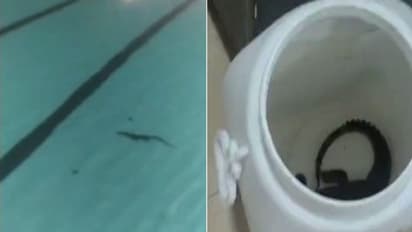 స్విమ్మింగ్ పూల్లో ప్రత్యక్షమైన మొసలి పిల్ల.. అసలేం జరిగిందంటే..