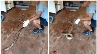 കടിക്കാൻ പാഞ്ഞടുത്ത് തലയില്ലാത്ത പാമ്പ്; ഞെട്ടിപ്പിക്കുന്ന വീഡിയോ കാണാം !