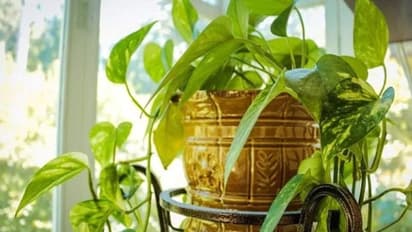 உங்கள் வீட்டில் செல்வம் நிலைத்து நிற்க இந்த வாஸ்து வழிமுறைகளை கடைபிடியுங்கள்..!